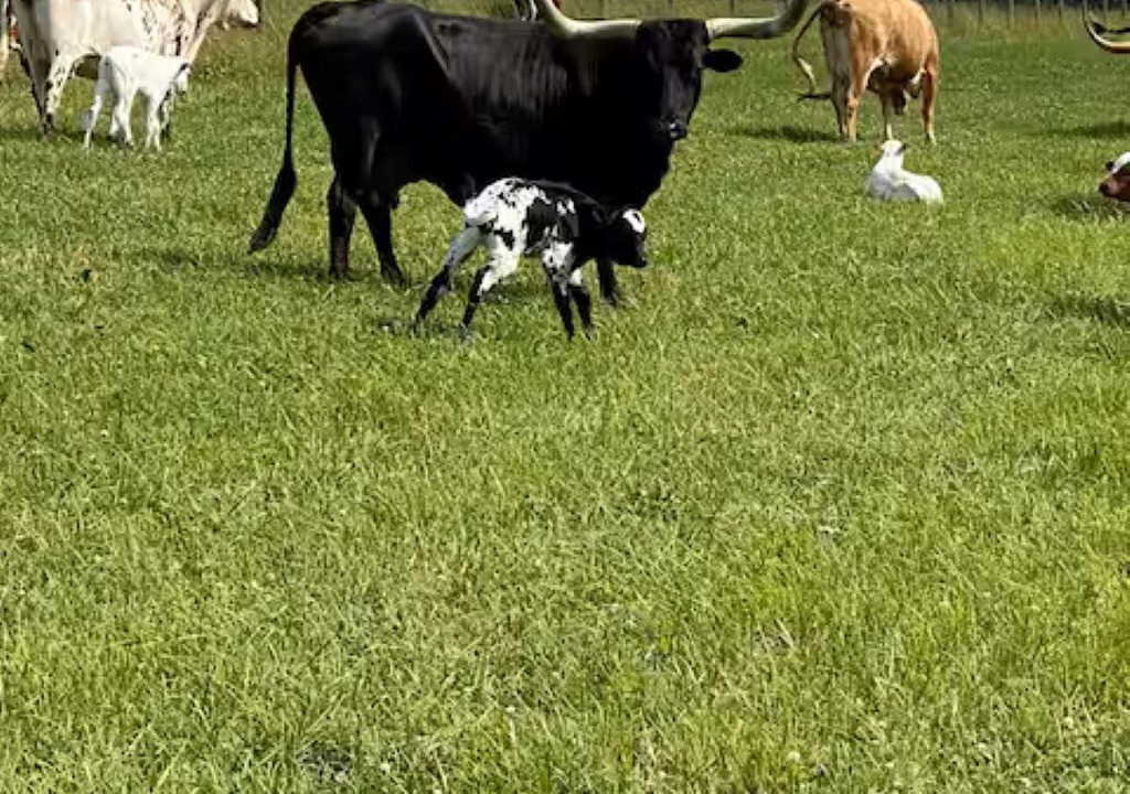 Photo of Others in Homerville