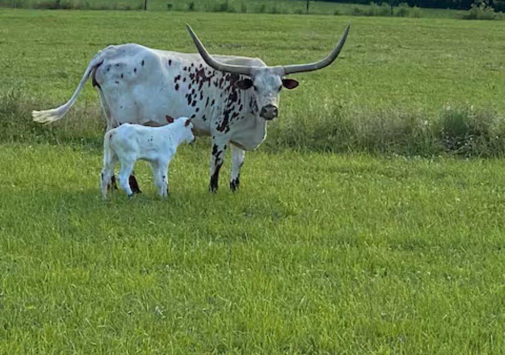 Photo of Others in Homerville