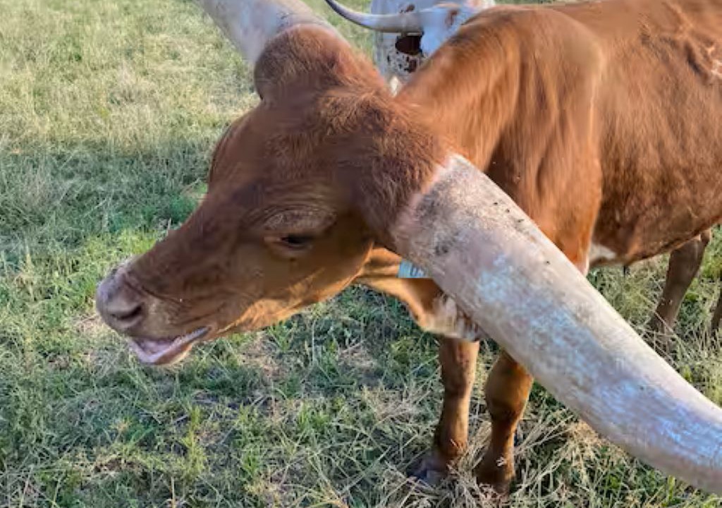 Photo of Others in Homerville