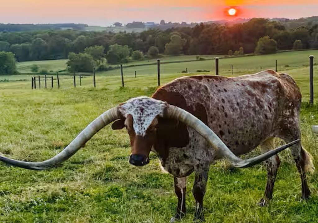 Photo of Others in Homerville