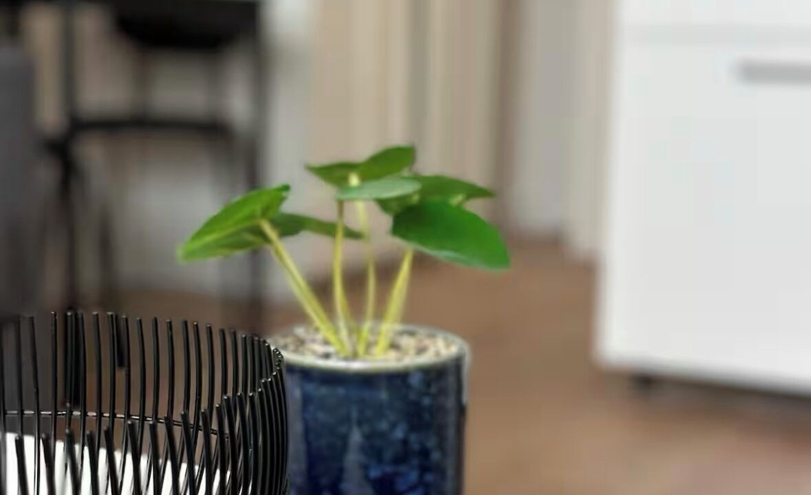 Photo of Others in Cusset