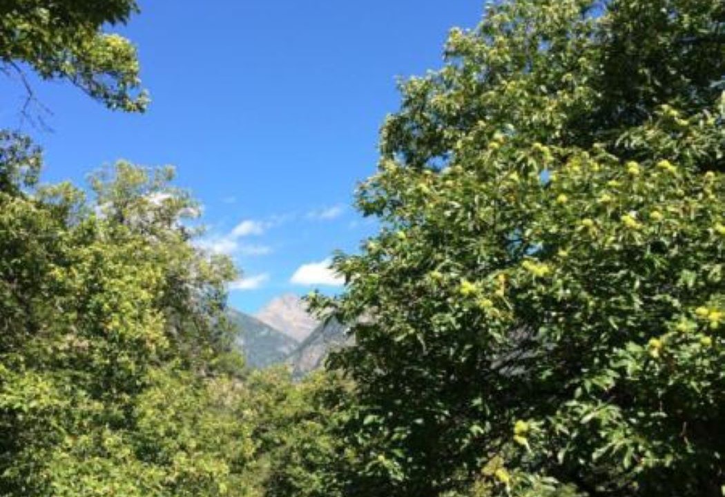 Photo of Others in Lavizzara