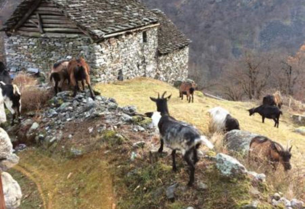 Photo of Others in Lavizzara