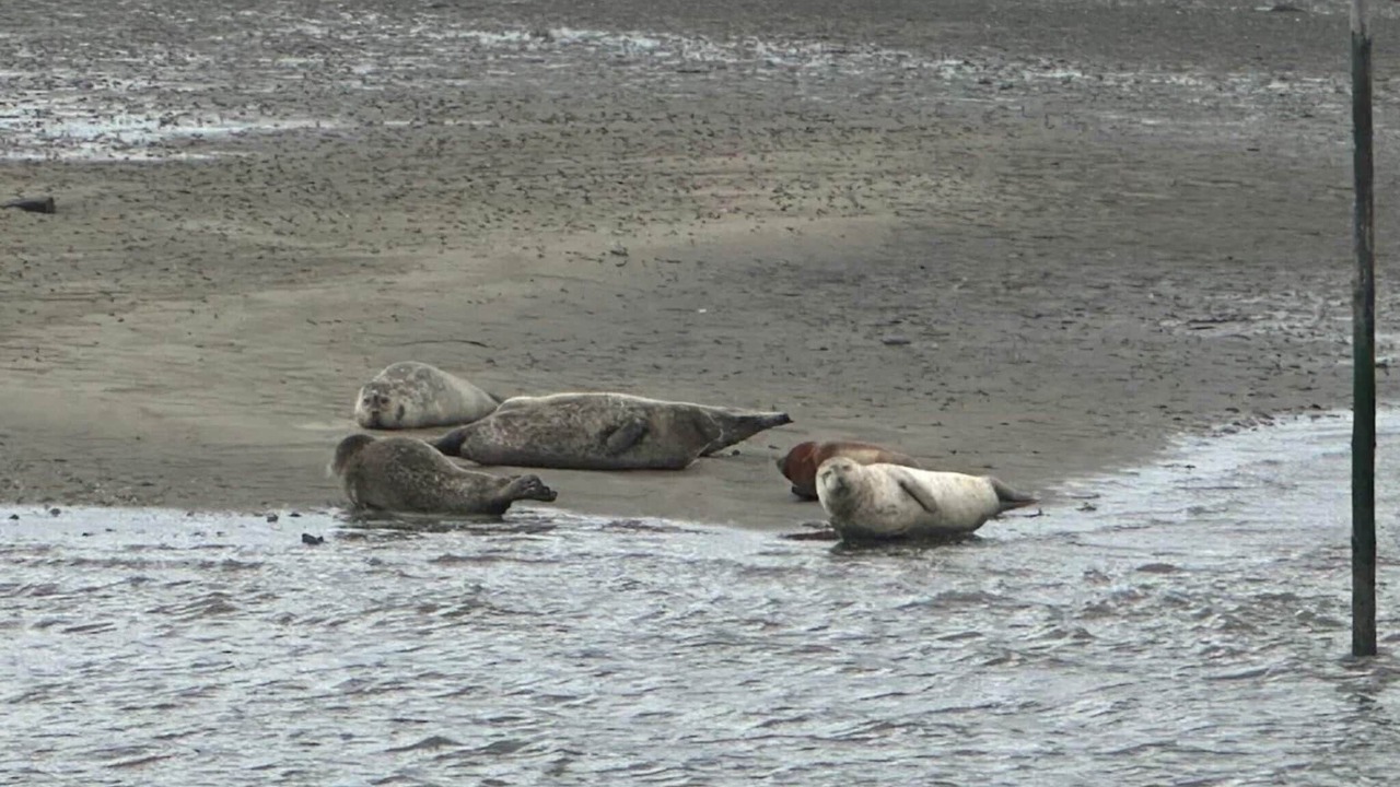 Photo of Others in Rindby Strand