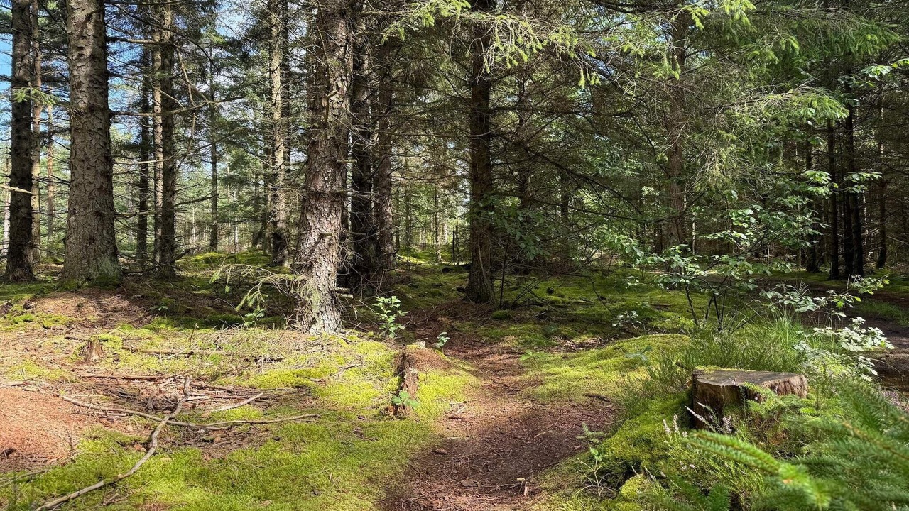 Photo of Others in Snedsted