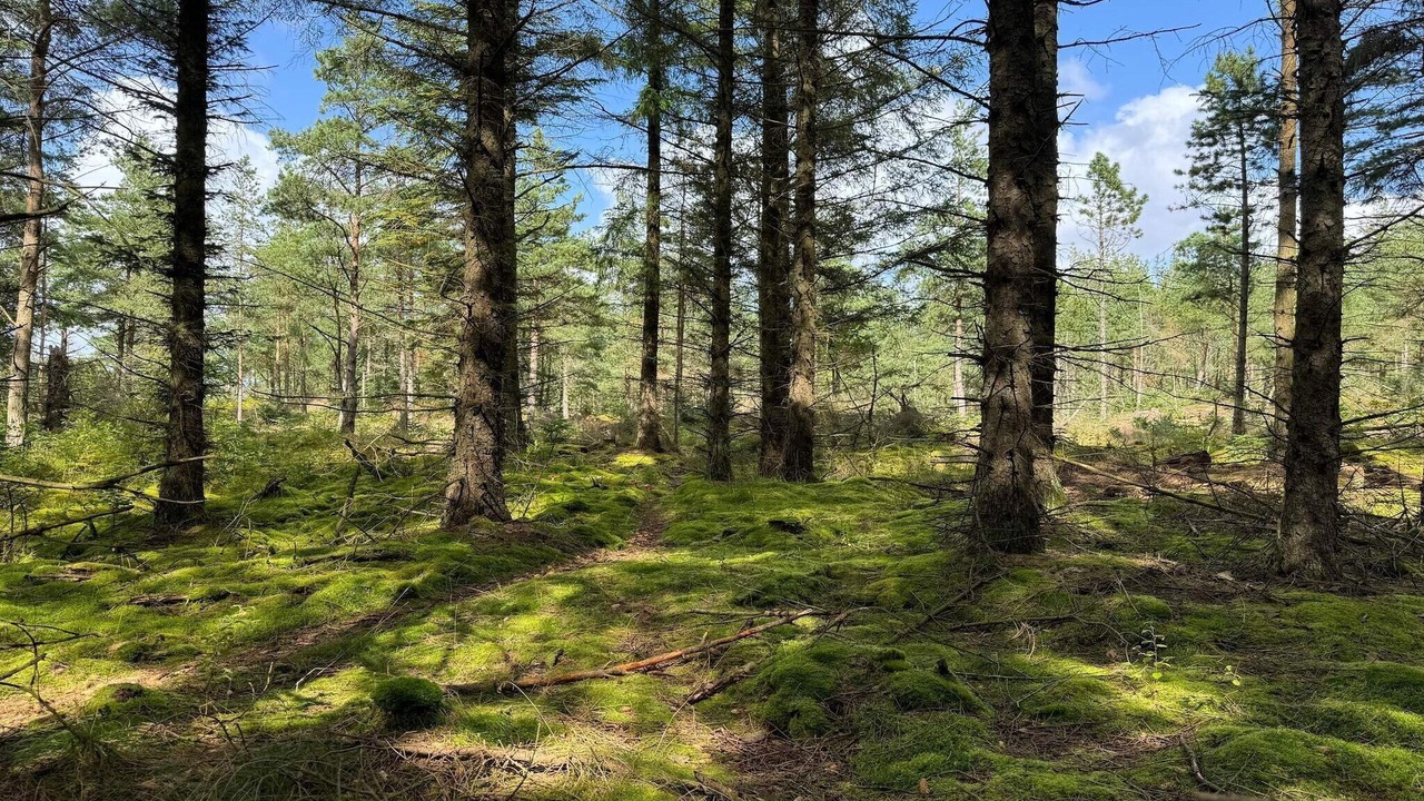 Photo of Others in Snedsted