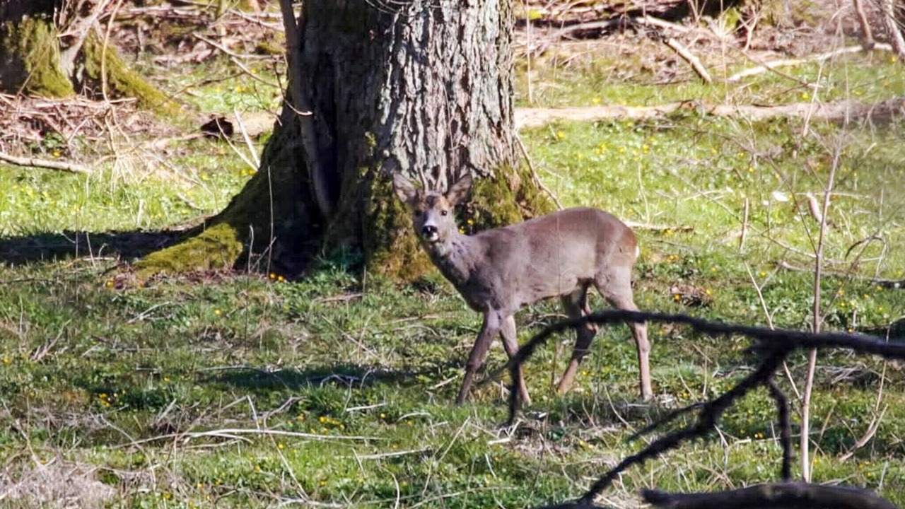Photo of Others in Dybvad