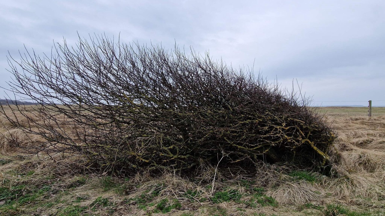 Photo of Others in Lihme