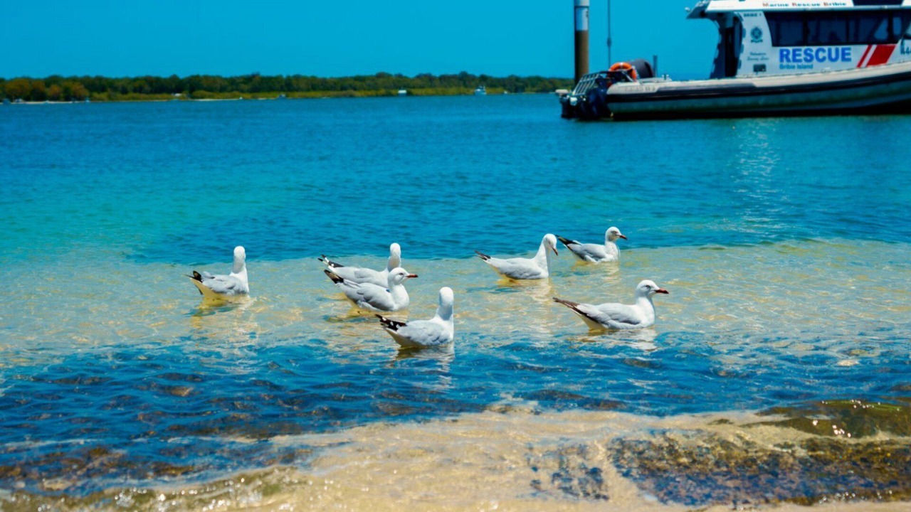 Photo of Others in Bellara