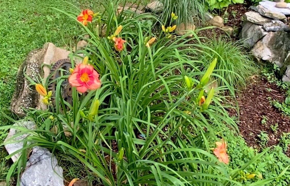 Photo of Outdoor in Spring Hill