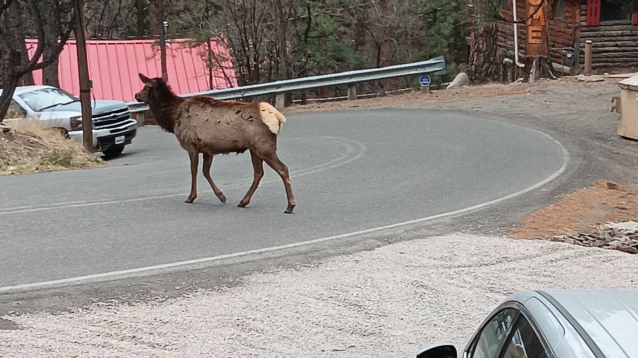 Photo of Others in Ruidoso