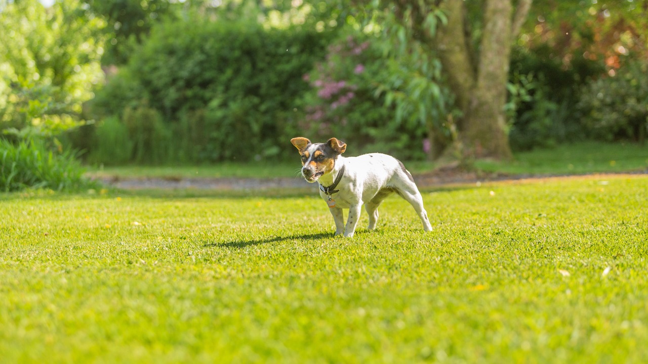 Photo of Others in Trewen