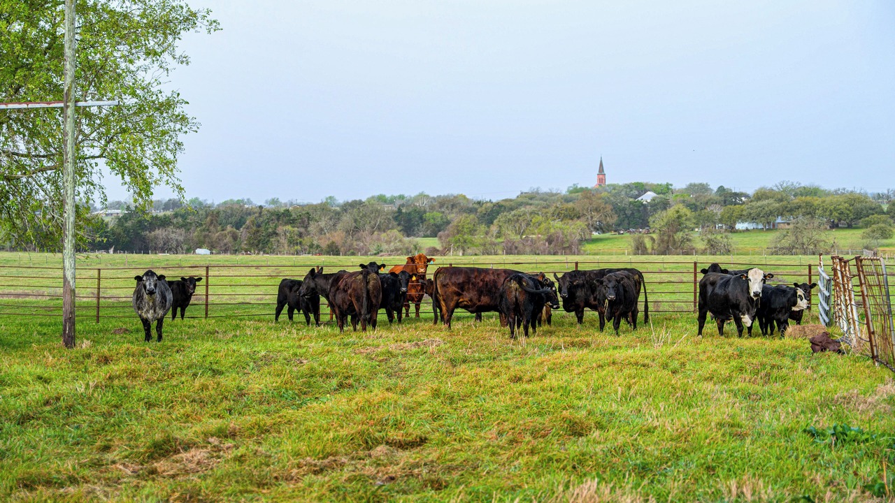 Photo of Others in Schulenburg