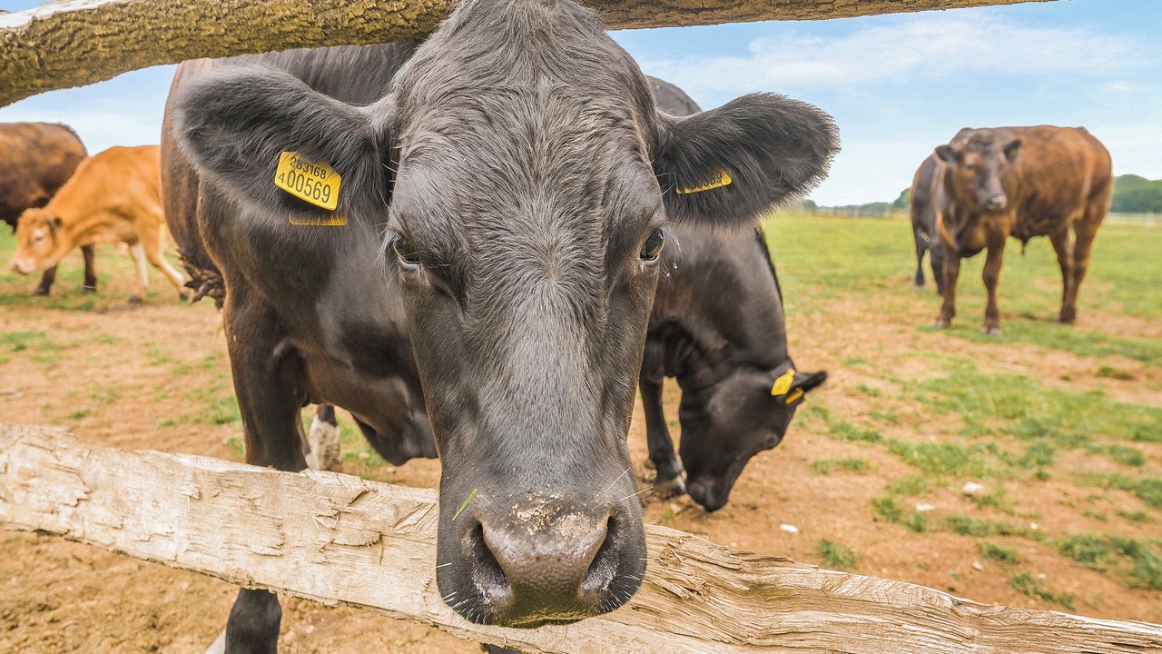 Photo of Others in Barns Green