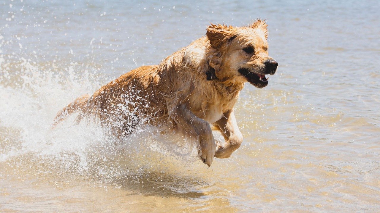 Photo of Others in Caves Beach