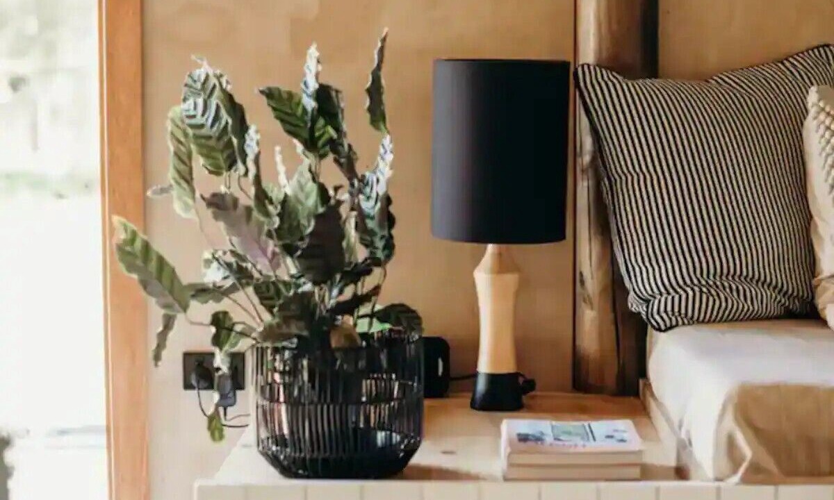 Photo of Others in Yungaburra