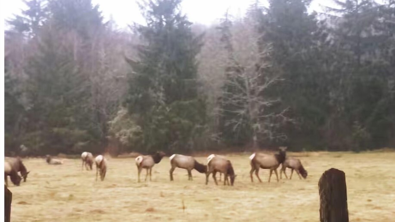 Photo of Others in Sekiu