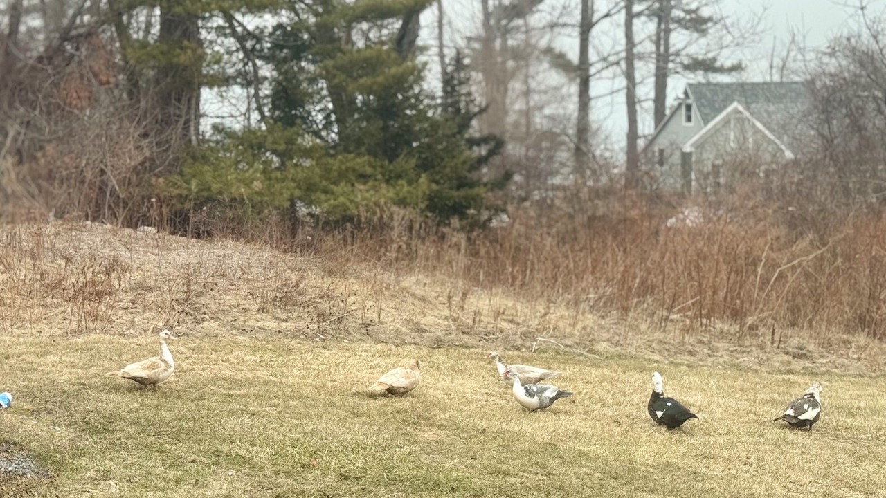 Photo of Others in Mid-Coast and Islands