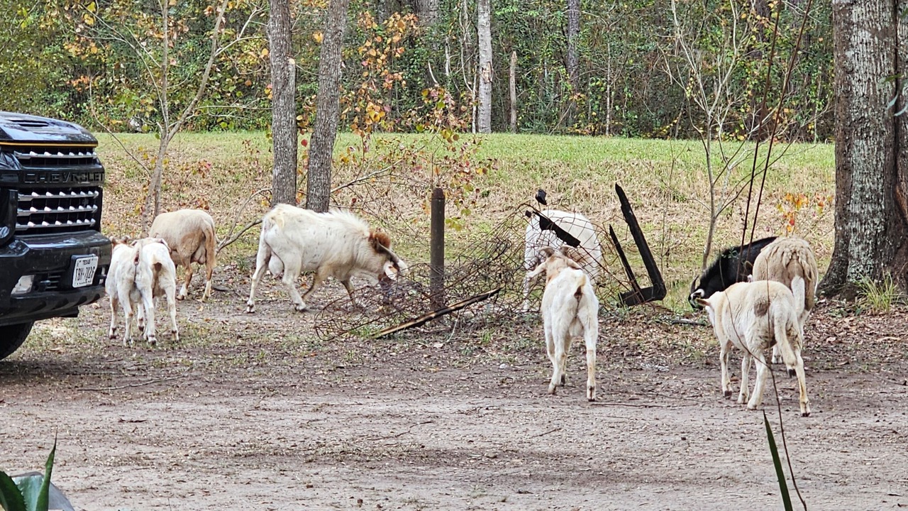Photo of Others in Purvis