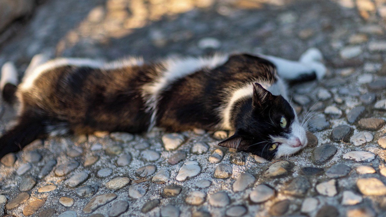 Photo of Others in Rogac
