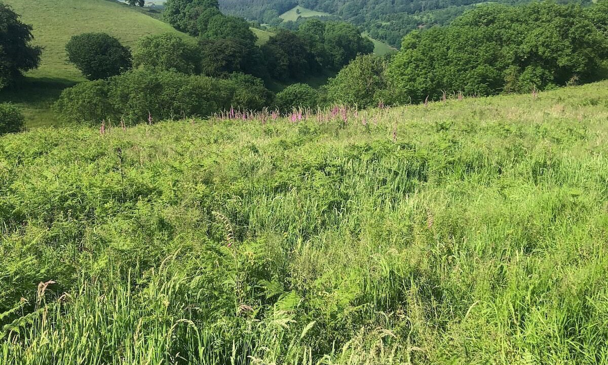 Photo of Others in Minehead