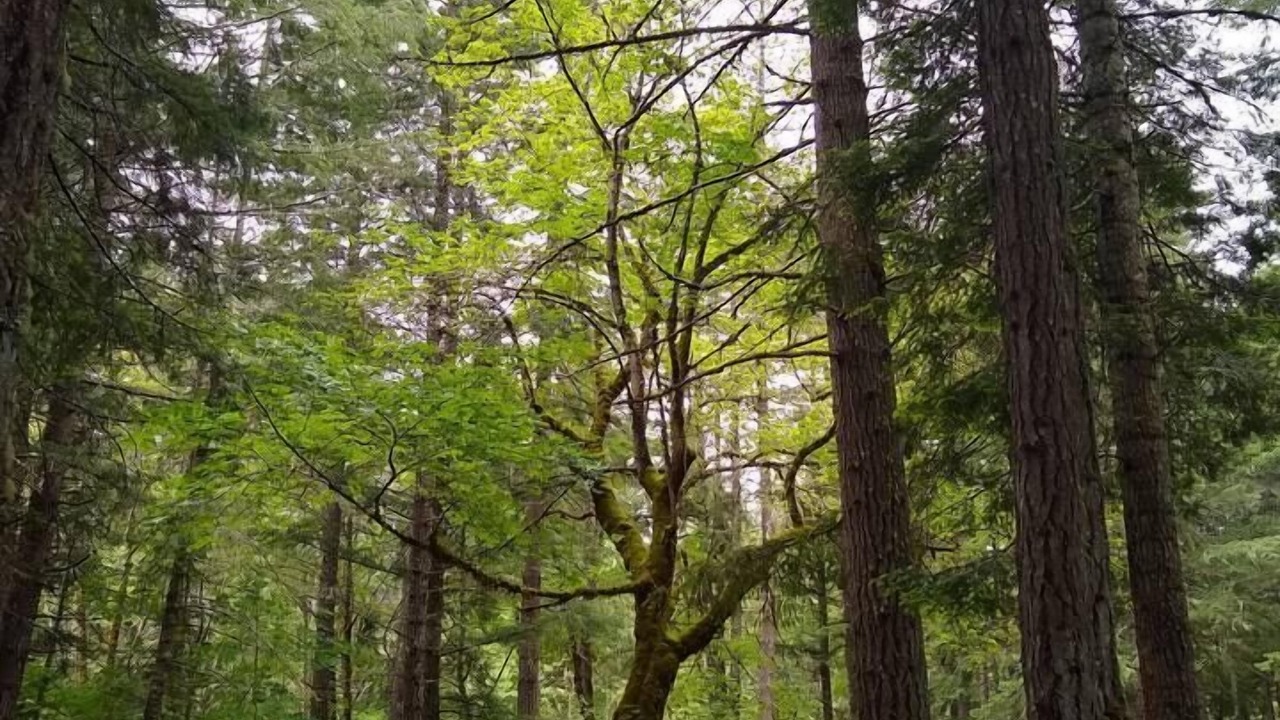 Photo of Others in Sunny Valley