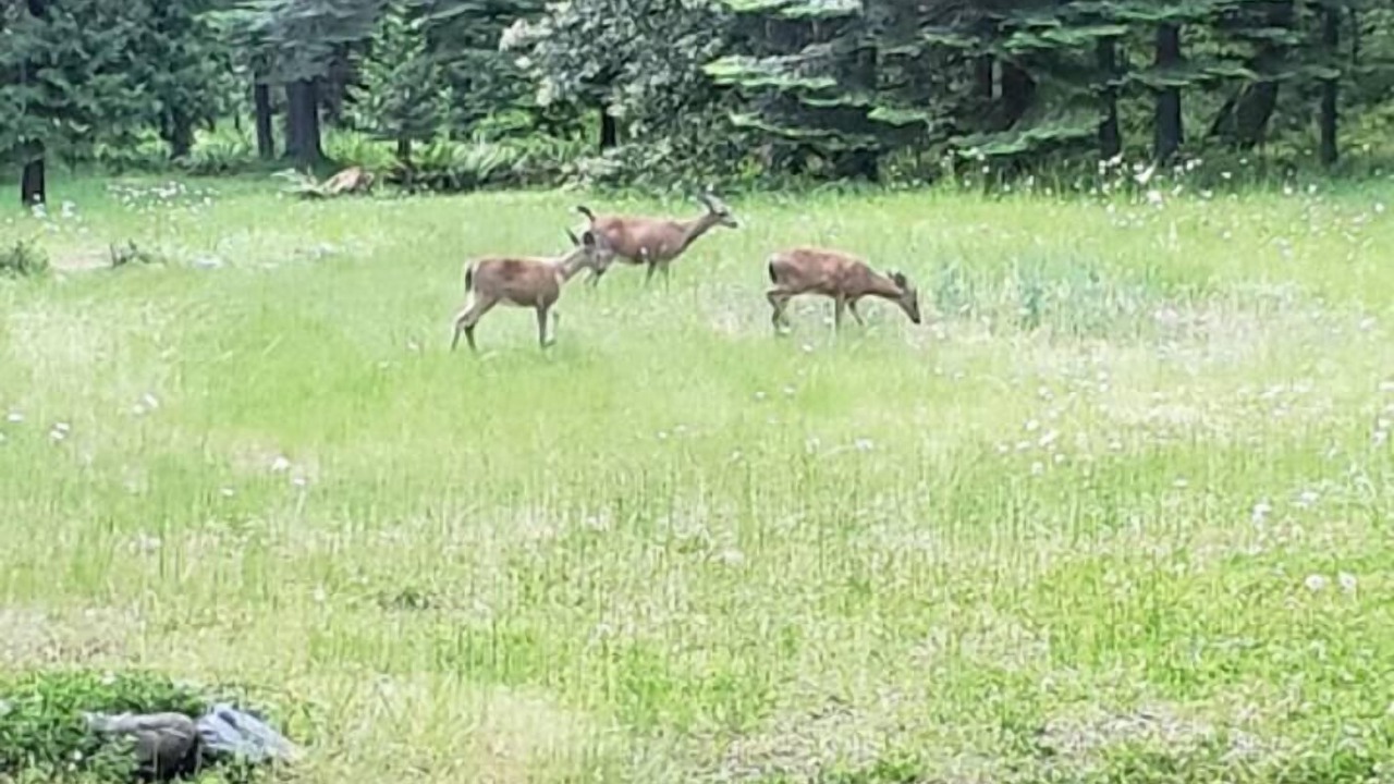 Photo of Others in Sunny Valley