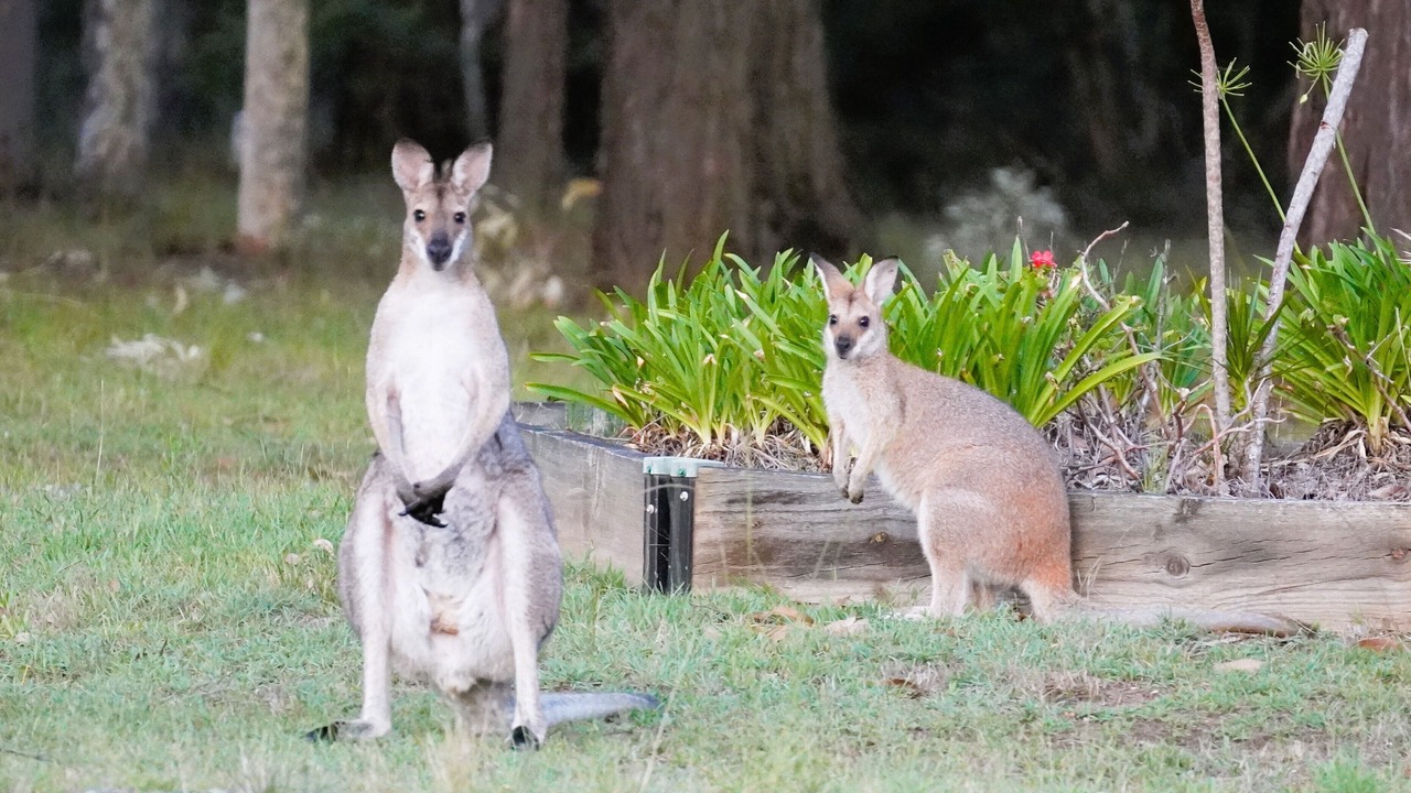 Photo of Others in Nulkaba