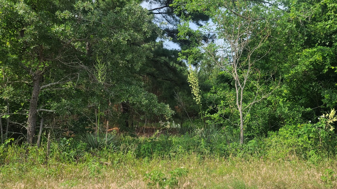 Photo of Others in Mineola