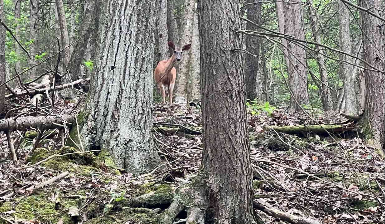 Photo of Others in Wellsboro