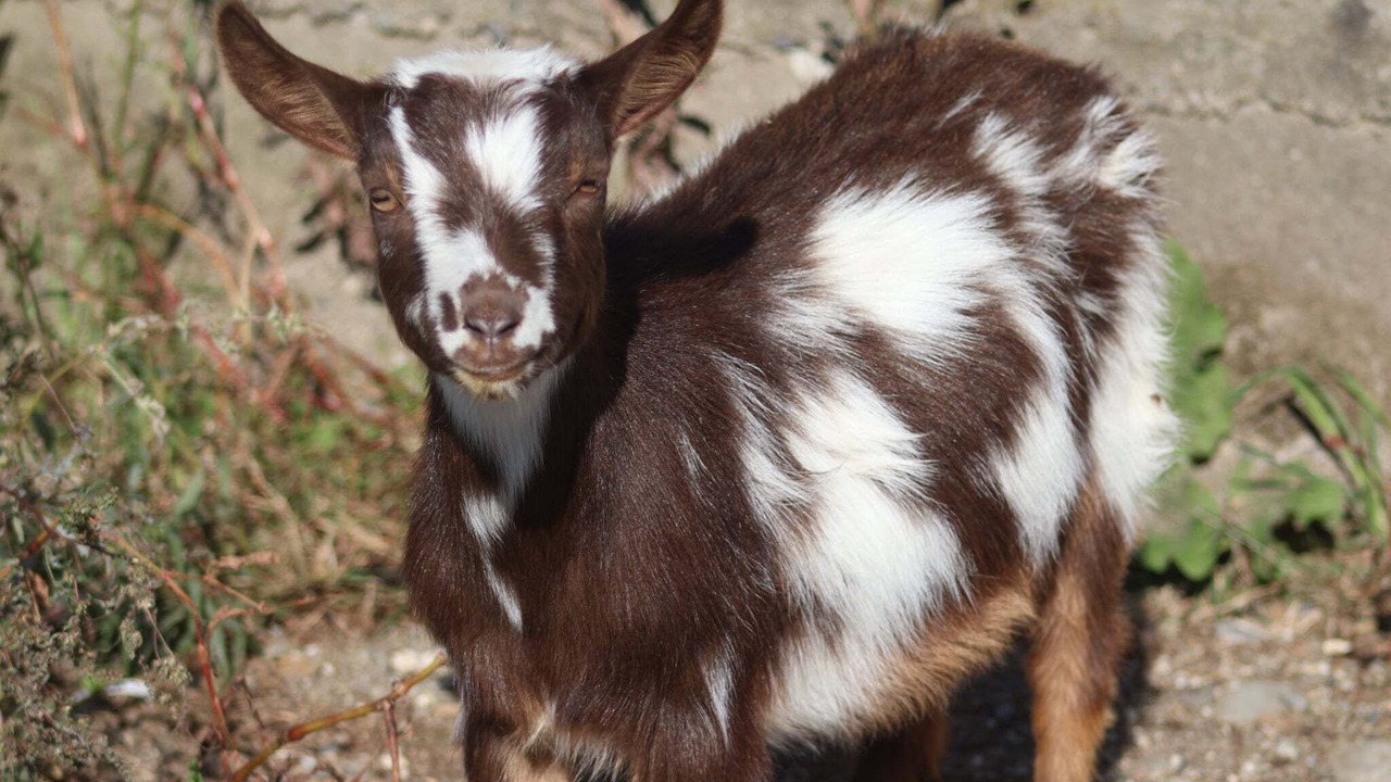 Photo of Others in Dedham