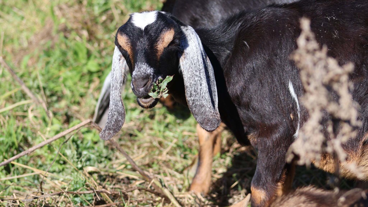 Photo of Others in Dedham