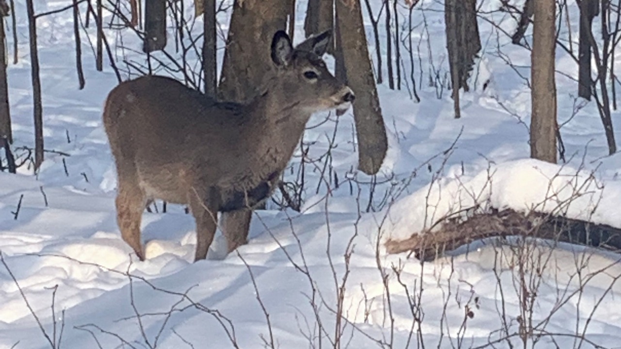 Photo of Others in Bolton-Ouest