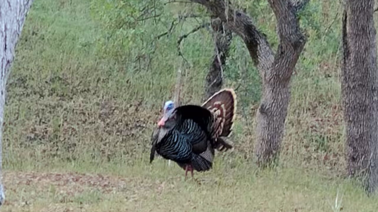 Photo of Others in Oak Shores