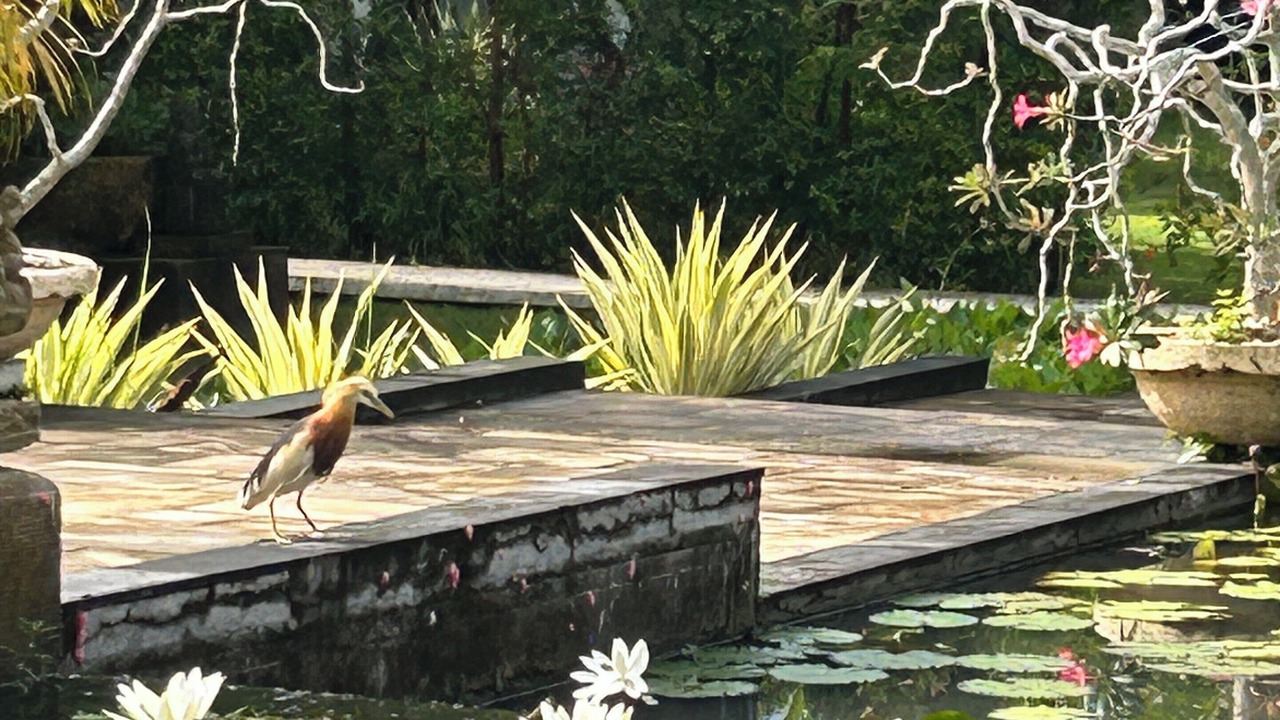 Photo of Outdoor in Pererenan