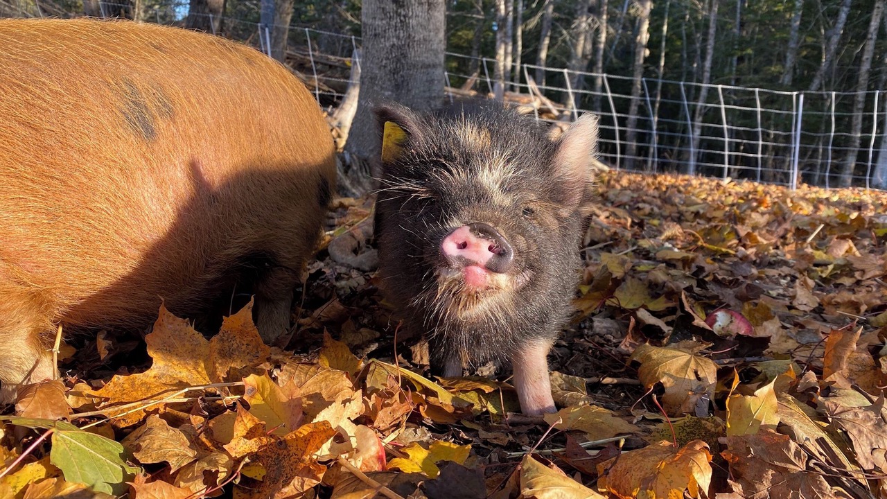 Photo of Others in Welshpool