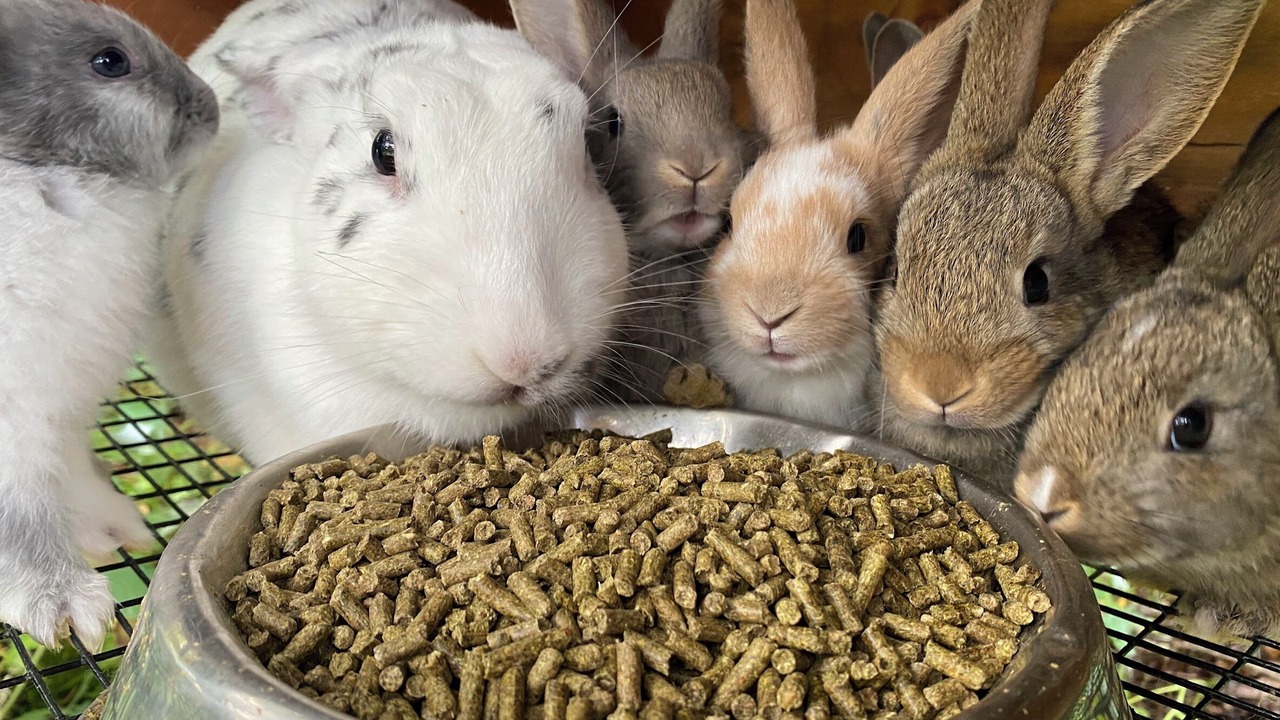 Photo of Others in Welshpool