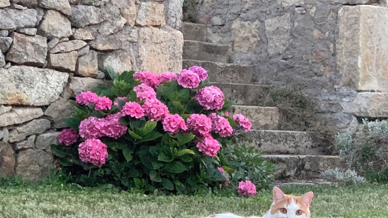Photo of Outdoor in Montpeyroux