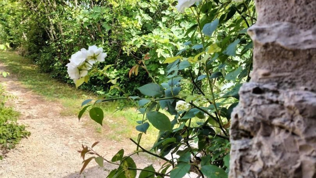 Photo of Outdoor in Albas