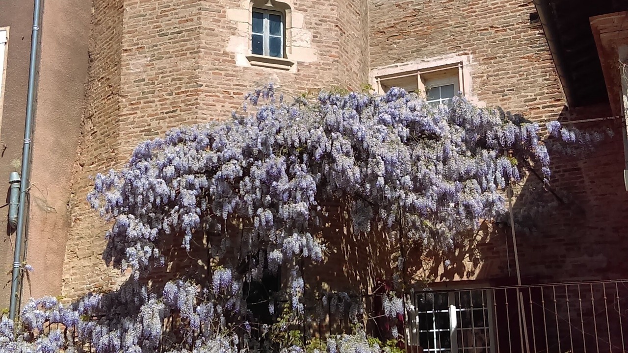 Photo of Outdoor in Gaillac