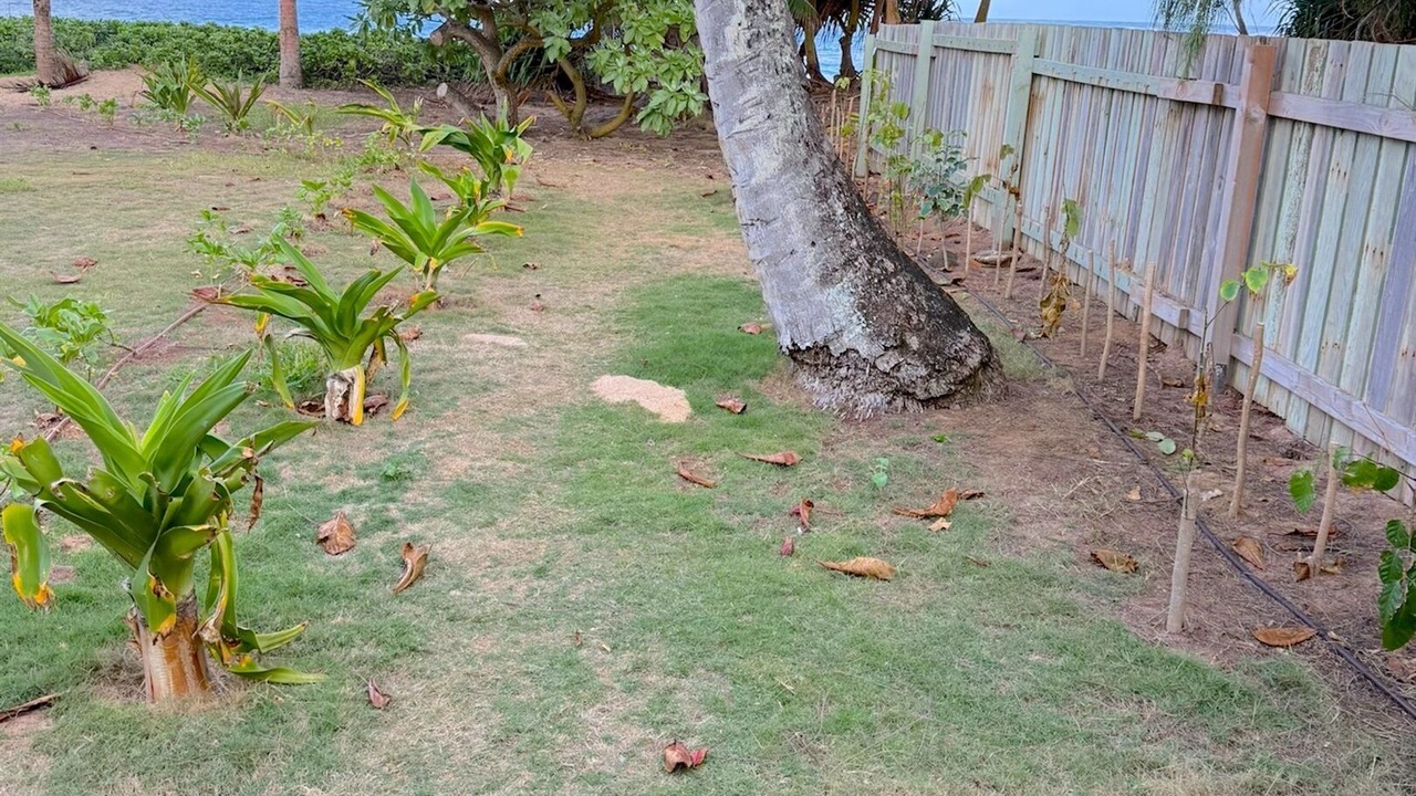 Photo of Outdoor in Laie