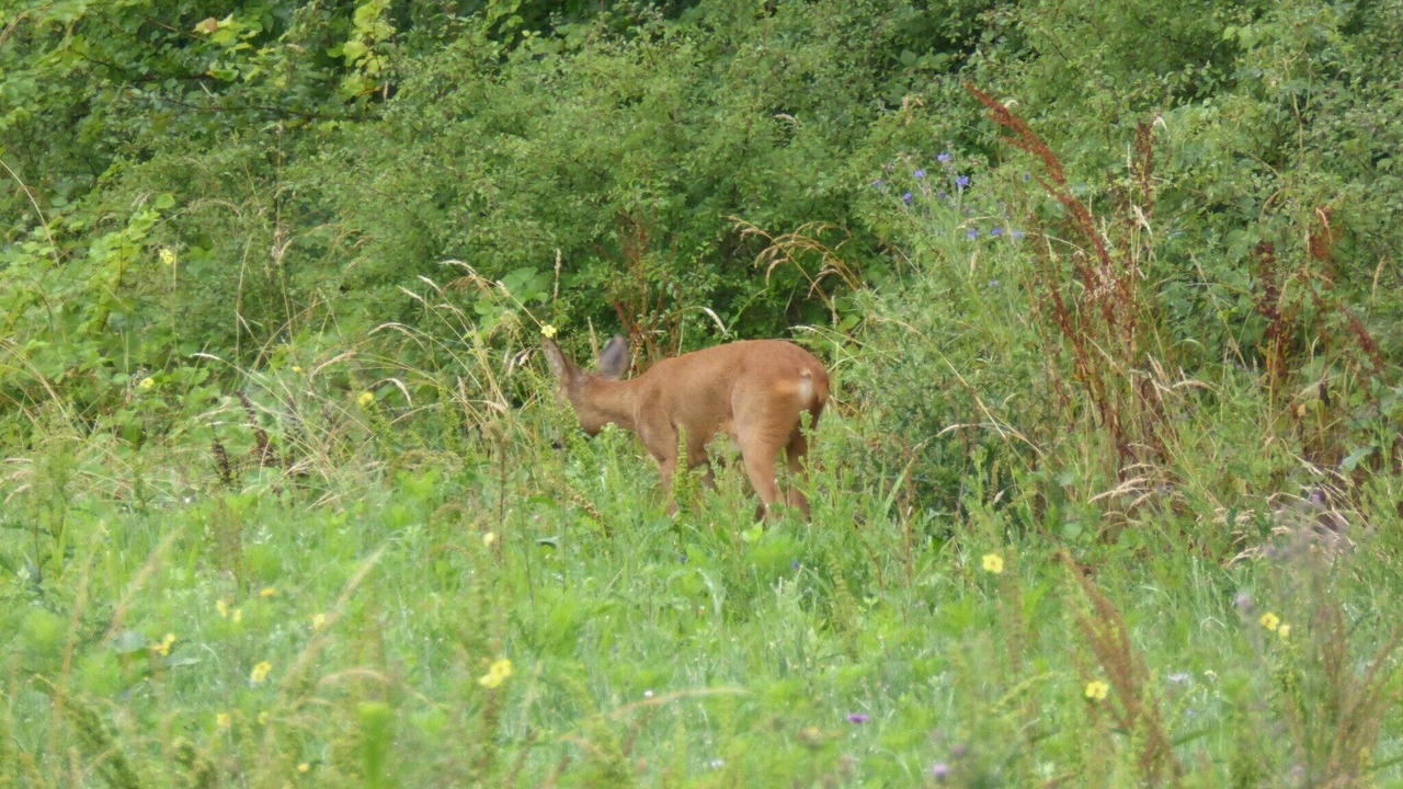Photo of Others in Giroux