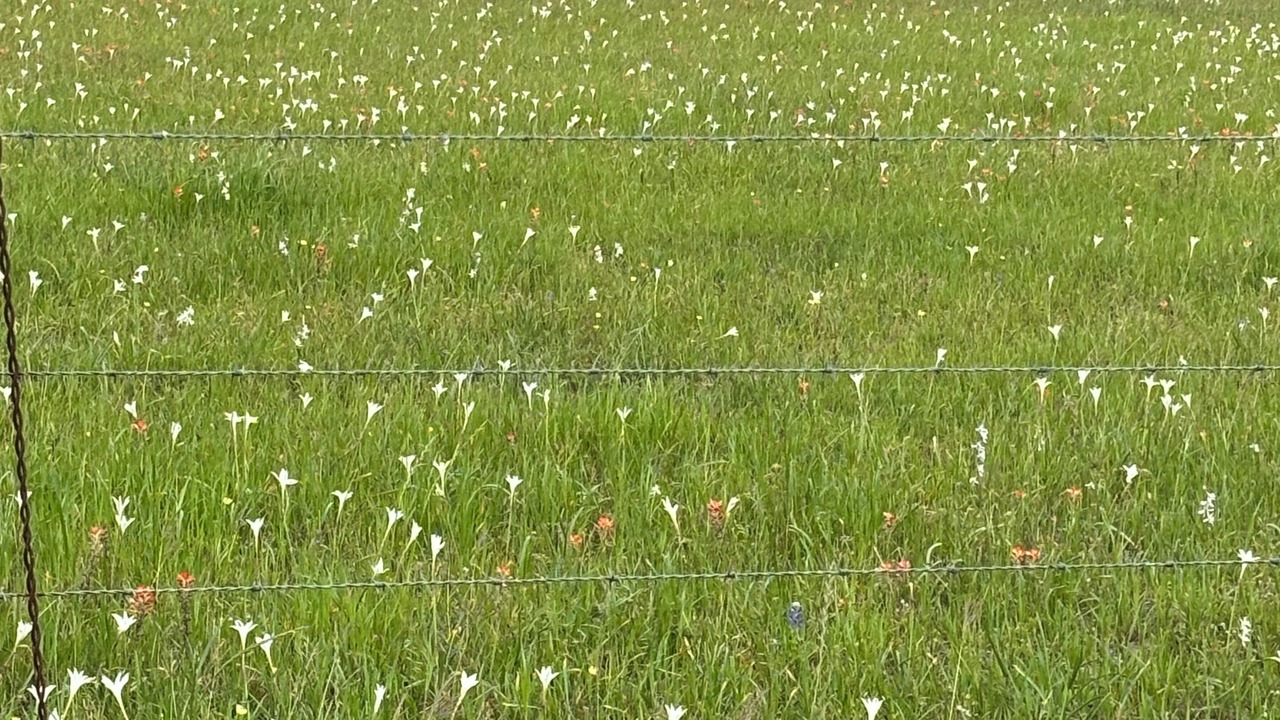 Photo of Outdoor in Schulenburg