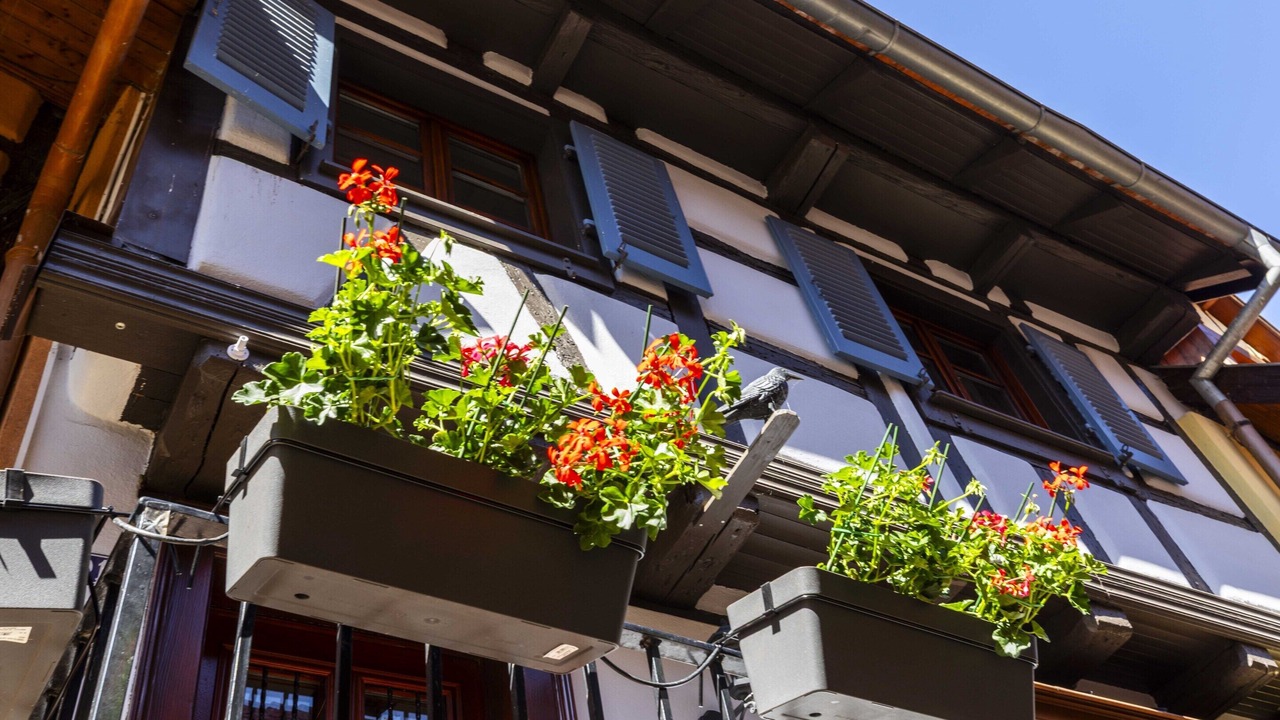Photo of Others in Eguisheim