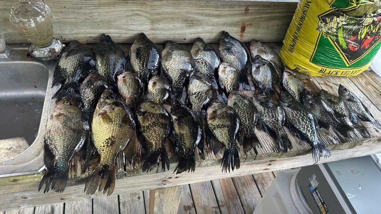 Photo of Others in Satsuma