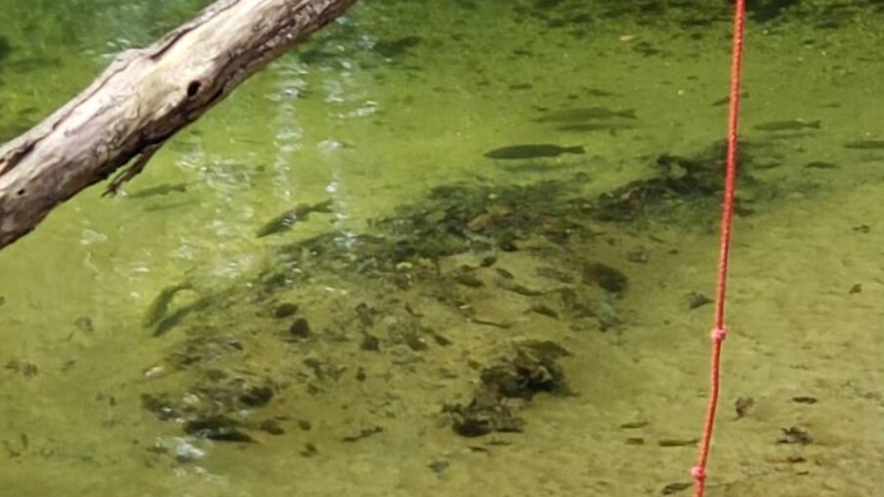 Photo of Others in Lake Ann