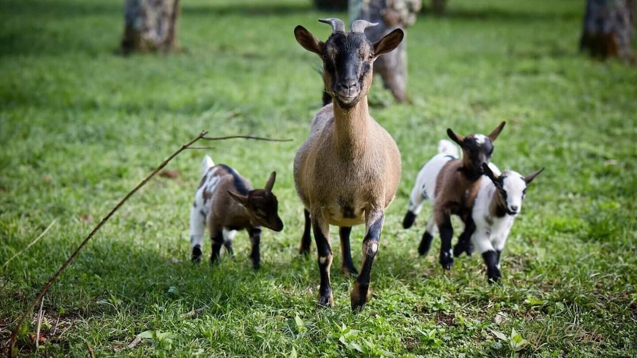 Photo of Others in Monmadales