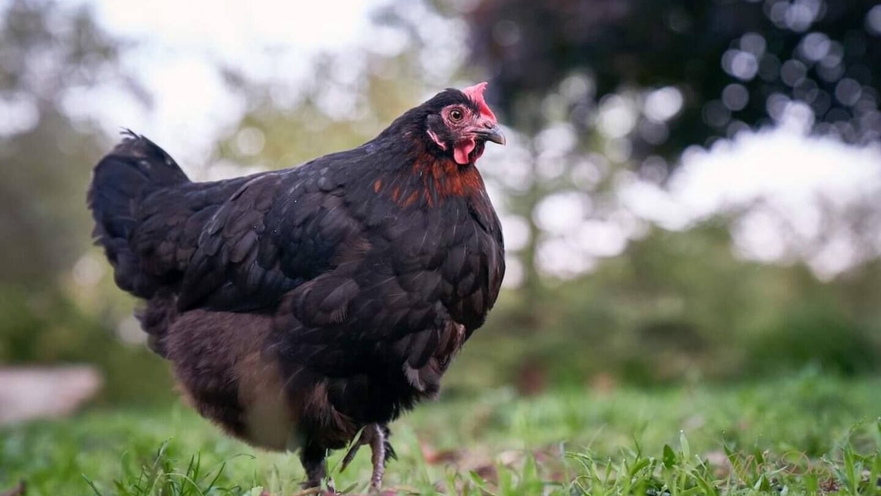 Photo of Others in Monmadales