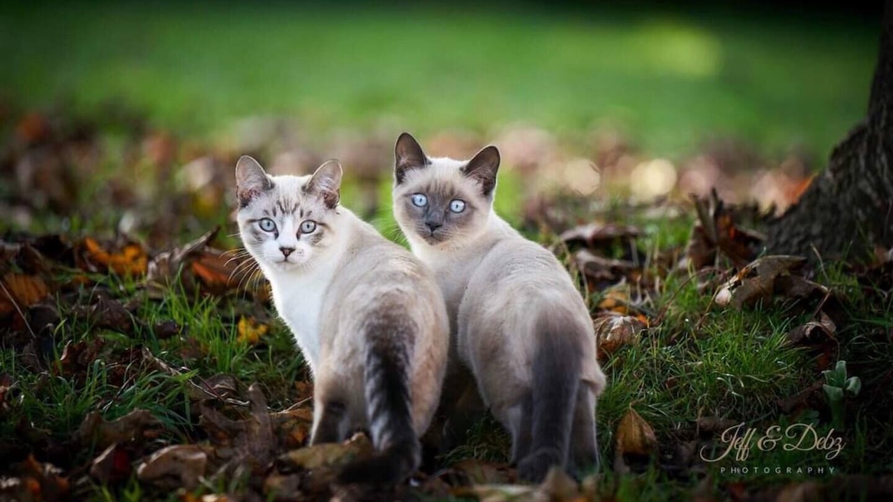 Photo of Others in Monmadales