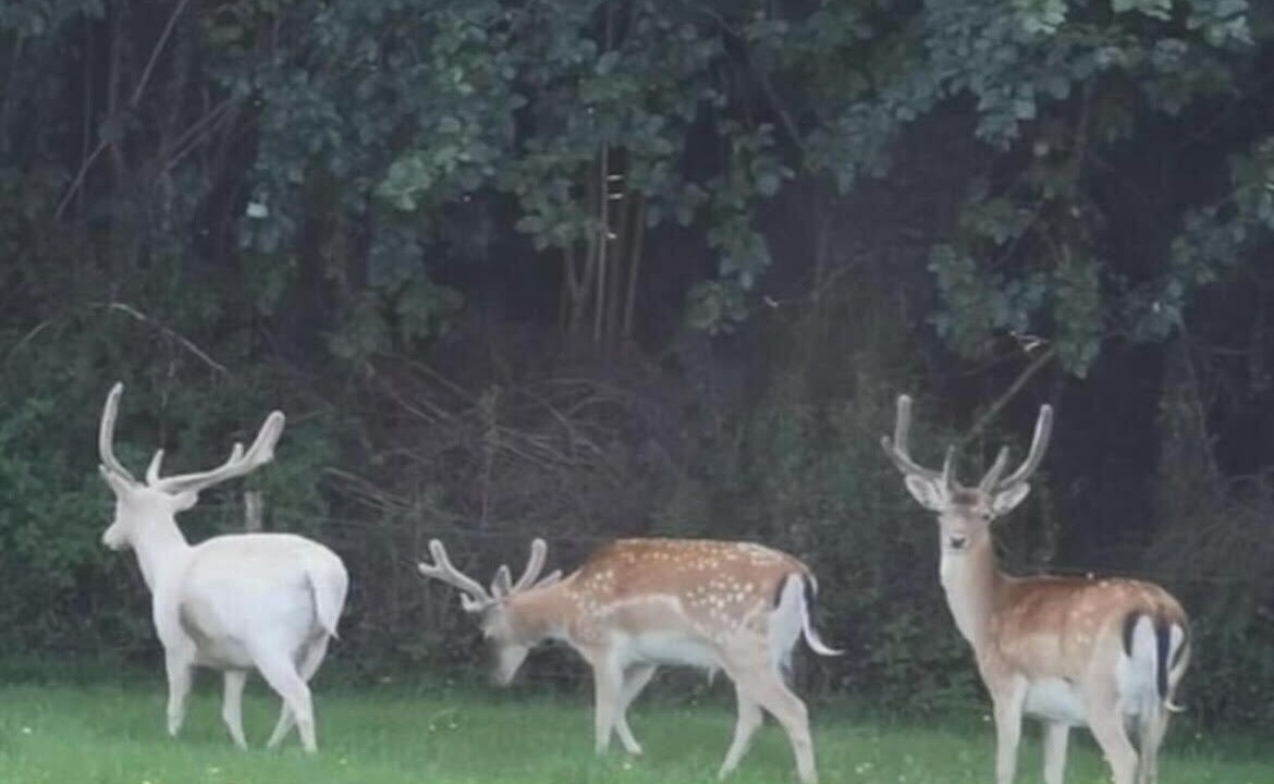 Photo of Others in Newton Stewart